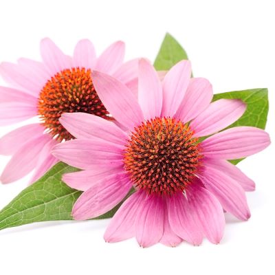 Echinacea