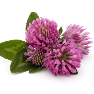 Red Clover