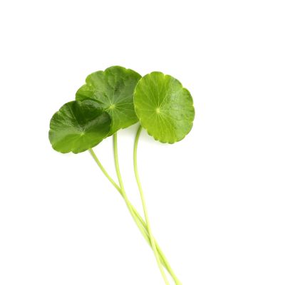 Centella asiatica