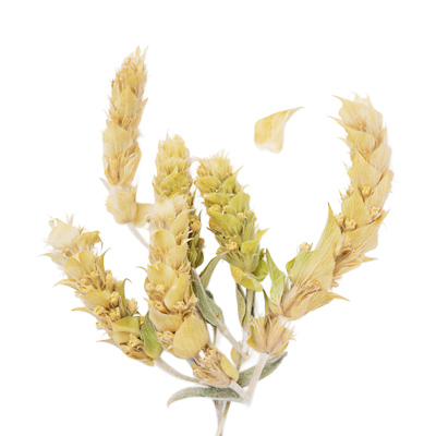 Ironwort