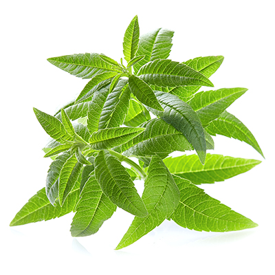 Lemon verbena