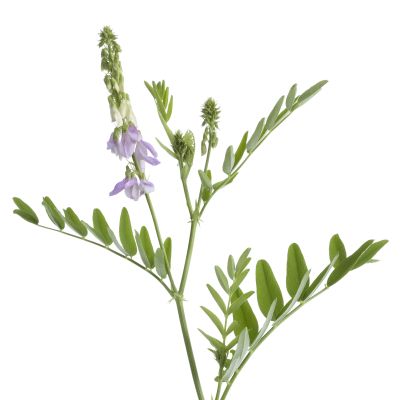 Galega