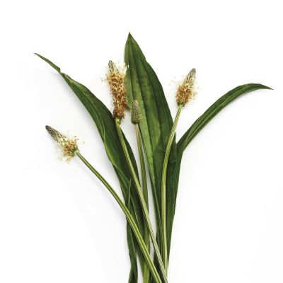 Plantago
