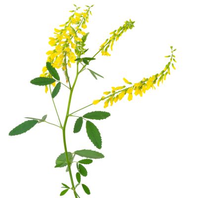 Yellow sweet clover