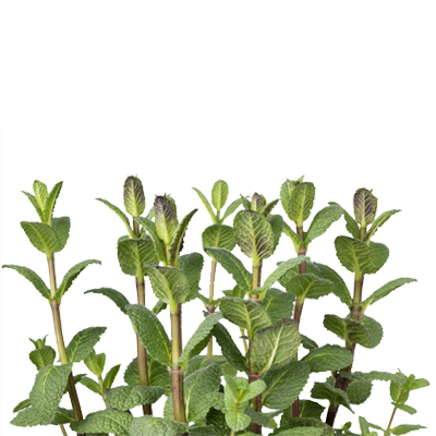 Egyptian Mint