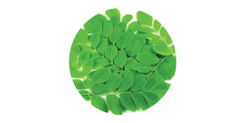 Moringa teas