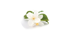 Jasmine tea