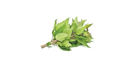 Nettle tea