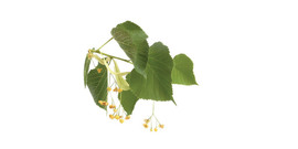 Linden tea