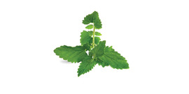 Lemon balm tea