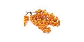 Sea buckthorn tea
