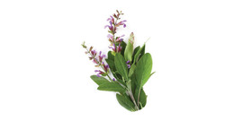 Sage tea