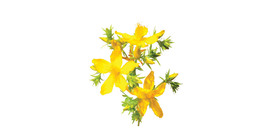 St. John's wort tea