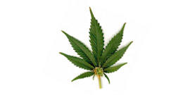 Hemp tea