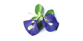Blue tea with Clitoria