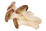 Medicinal Mushrooms