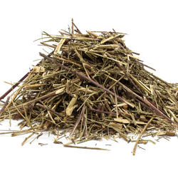 Canchalagua (Schkuhria Pinnata) – Herb