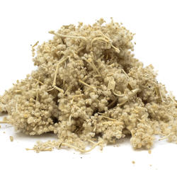 Buddleja Incana – Herb