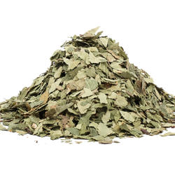 Birch Leaves (Folium Betulae) – Herb