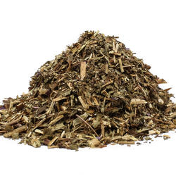 Hoary Willowherb (Epilobium parviflorum) – Herb