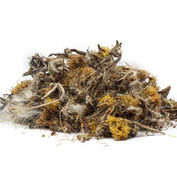 Coltsfoot (Tussilago Farfara) – Herb