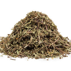 Wild Thyme (Thymus Serpyllum) – Herb