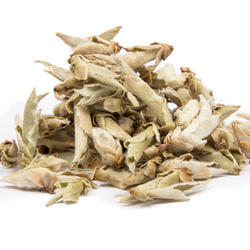 China Yunnan Wild Tea Buds – Green Tea