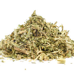 St Benedict's Thistle (Cnicus Benedictus L.) – Herb